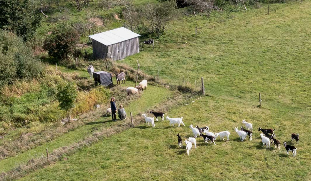 Lykkelund Gedemejeri