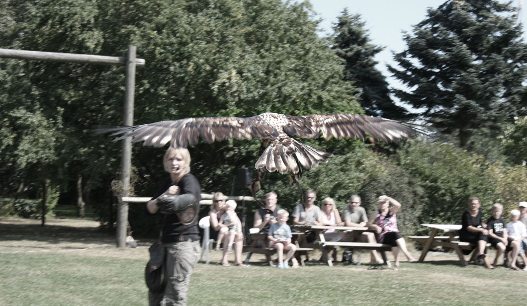 Pokaz Drapieżnych Ptaków