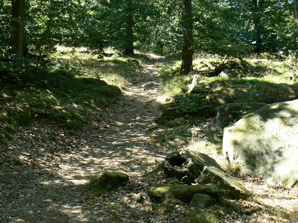 Almindingen rowerem MTB