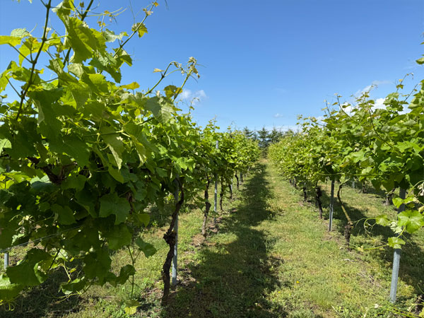 Lille Gadegård – winnica