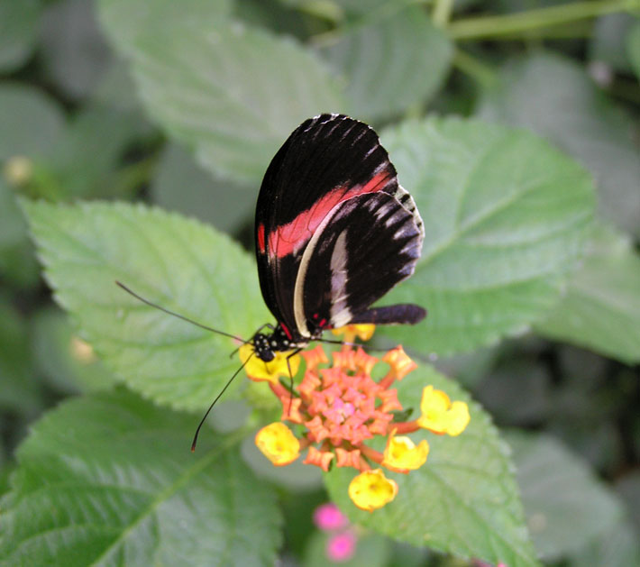 Bornholms Sommerlunden