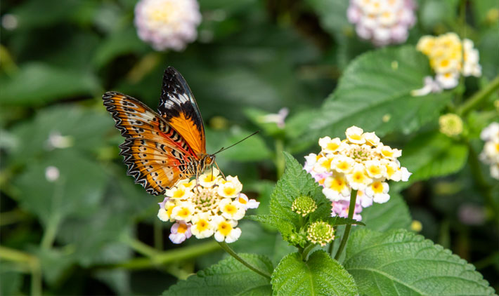 Etap 4 – Svaneke – Nexø