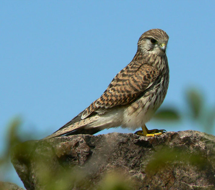 Pokaz Drapieżnych Ptaków
