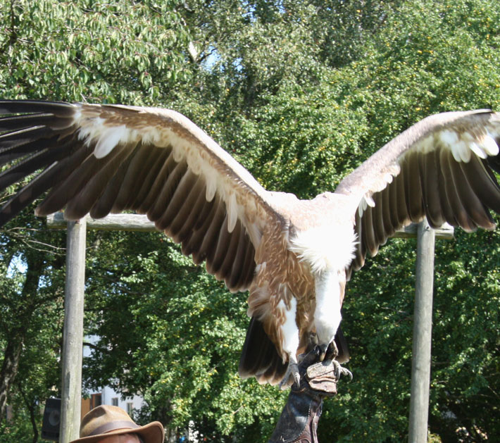 Pokaz Drapieżnych Ptaków