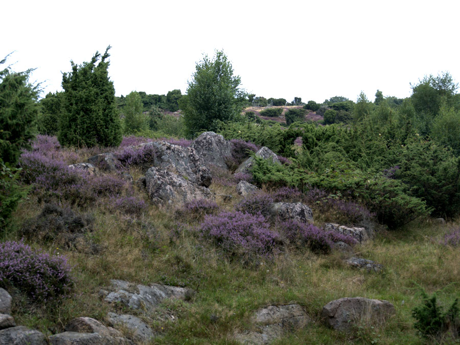 Rezerwat Slotslyngen