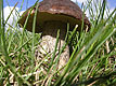 Takie grzyby rosną na Bornholmie