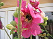 Svaneke - kwiat
