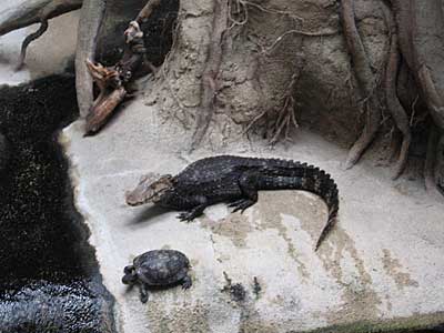 Krokodyle w Natur Bornholm