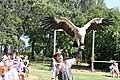 Griffon Vulture z Opiekunem podczas pokazu