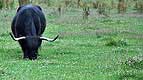 Black Bull bez skrzydeł w Aakirkeby