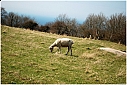 Sielskie życie owcy na północy Bornholmu